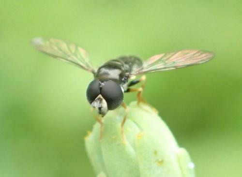 Réf. 197 782 : Paragus sp.